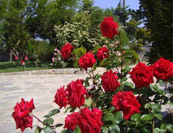Villa Thymari Garden Rethymno